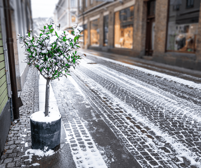 Olivenbaum im wohnzimmer überwintern